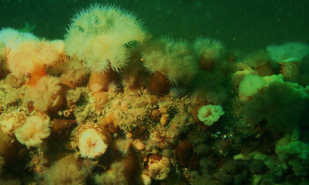 coral