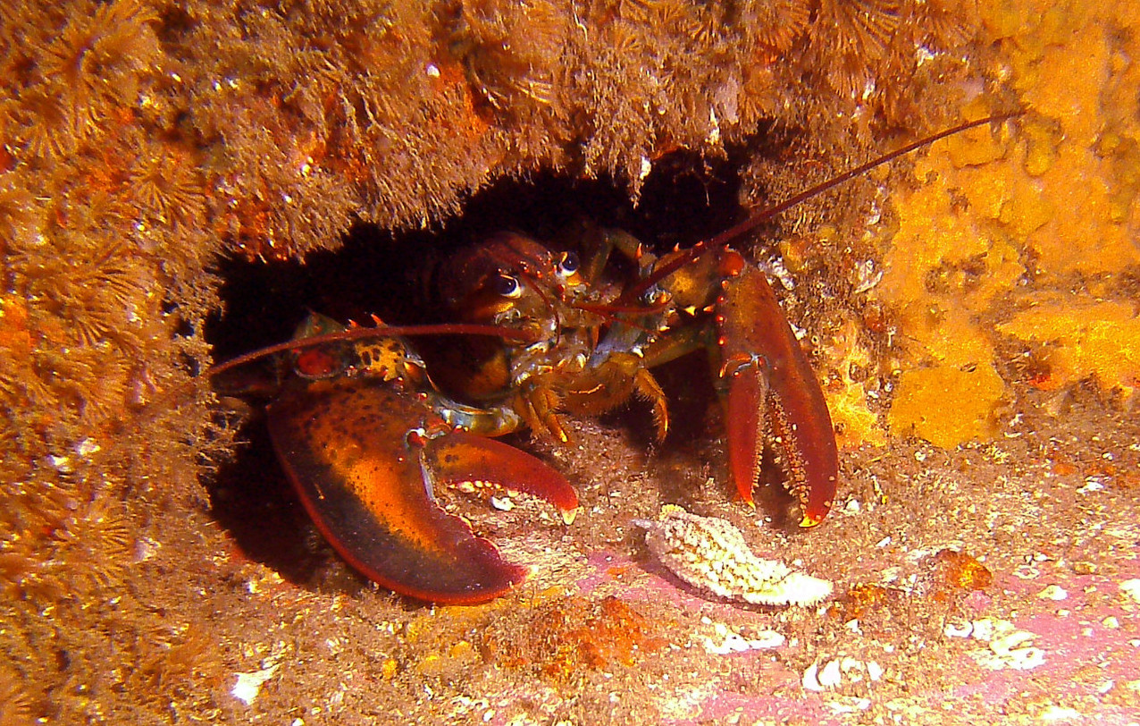 SeaLife DC1400